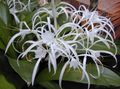 white Indoor Plants, House Flowers Spider Lily herbaceous plant, Hymenocallis-caribaea characteristics, Photo