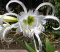 white Indoor Plants, House Flowers Spider Lily, Ismene, Sea Daffodil herbaceous plant, Hymenocallis-festalis characteristics, Photo
