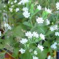 Photo Herbaceous Plant Stevia, Sweet leaf of Paraguay, Sweet-herb, Honey yerba, Honeyleaf, Candy leaf Indoor Plants, House Flowers growing and characteristics