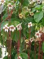 Foto Liane Strophanthus Topfblumen wächst und Merkmale