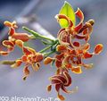 arancione I fiori domestici Strofanto la liana, Strophanthus caratteristiche, foto