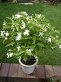 biely Kvetinové Kvety Tabernaemontana, Banán Bush kríki vlastnosti, fotografie