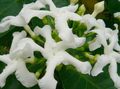 wit Huis Bloemen Tabernaemontana, Banaan Struik karakteristieken, foto