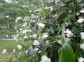 beyaz Kapalı bitkiler, Evin çiçekler Tahiti Gelinlik Duvak otsu bir bitkidir, Gibasis özellikleri, fotoğraf