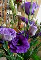 Foto Grasig Texas Bluebell, Lisianthus, Tulpe Enzian Topfblumen wächst und Merkmale