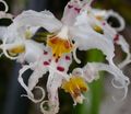 balts Māja Ziedi Tiger Orhideja, Maijpuķītes Orhideju zālaugu augs, Odontoglossum raksturlielumi, Foto