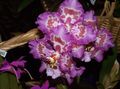 Foto Grasig Tiger Orchidee, Maiglöckchen Orchidee Topfblumen wächst und Merkmale