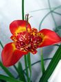 Foto Grasig Tigridia, Mexikanische Shell-Blume  wächst und Merkmale