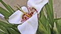 Photo Herbaceous Plant Tigridia, Mexican Shell-flower  growing and characteristics