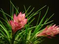 Photo Herbaceous Plant Tillandsia Indoor Plants, House Flowers growing and characteristics