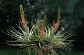 crvena Sobne biljke, Unutarnja Cvjetovi Tillandsia zeljasta biljka karakteristike, Foto