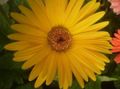 Photo Herbaceous Plant Transvaal Daisy Indoor Plants, House Flowers growing and characteristics