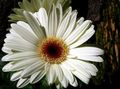 Foto Grasig Transvaal Daisy Topfblumen wächst und Merkmale