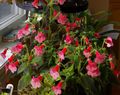 Photo Herbaceous Plant Tree Gloxinia Indoor Plants, House Flowers growing and characteristics