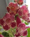 Photo Herbaceous Plant Tree Gloxinia Indoor Plants, House Flowers growing and characteristics
