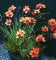 Photo Herbaceous Plant Tritonia Indoor Plants, House Flowers growing and characteristics