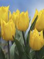 Foto Grasig Tulpe Topfblumen wächst und Merkmale