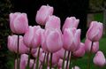 Foto Grasig Tulpe Topfblumen wächst und Merkmale