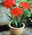 Photo Herbaceous Plant Vallota Indoor Plants, House Flowers growing and characteristics
