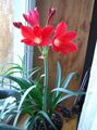 crvena Sobne biljke, Unutarnja Cvjetovi Vallota zeljasta biljka, Vallota (Cyrtanthus) karakteristike, Foto