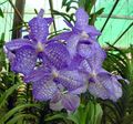 Photo Herbaceous Plant Vanda Indoor Plants, House Flowers growing and characteristics