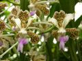 φωτογραφία Ποώδη Vanda Εσωτερικά λουλούδια φυτοκομεία και χαρακτηριστικά
