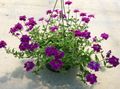 violet Plante de Interior, Flori de Casa Verbena planta erbacee, Verbena Hybrida caracteristici, fotografie