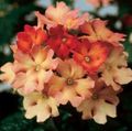Photo Herbaceous Plant Verbena Indoor Plants, House Flowers growing and characteristics