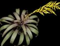 жут Затворени Погони, Затворене Цветови Вриесеа травната, Vriesea карактеристике, фотографија