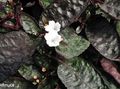 white Indoor Plants, House Flowers Waffle Plant, Hemigraphis characteristics, Photo
