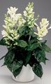 Foto Sträucher Weiße Kerzen, Whitefieldia, Withfieldia, Whitefeldia Topfblumen wächst und Merkmale