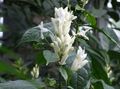 blanco Flores de salón Velas Blancas, Whitefieldia, Withfieldia, Whitefeldia arbustos, Whitfieldia características, Foto