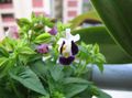 Photo Hanging Plant Wishbone flower, Ladys slipper, Blue wing  growing and characteristics