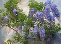 Photo Liana Wisteria Indoor Plants, House Flowers growing and characteristics