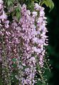 Photo Liana Wisteria Indoor Plants, House Flowers growing and characteristics