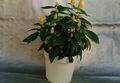 Foto Sträucher Gelbe Garnelen Pflanze, Golden Garnelen Pflanze, Lutscher Werk Topfblumen wächst und Merkmale