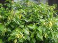 sarı Kapalı bitkiler, Evin çiçekler Ylang Ylang, Parfüm Ağaç, Chanel 5. Ağaç, Ilang-Ilang, Maramar, Cananga odorata özellikleri, fotoğraf