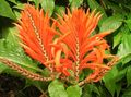 orange Indoor Plants, House Flowers Zebra Plant, Orange Shrimp plant shrub, Aphelandra characteristics, Photo