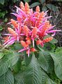 pink Indoor Plants, House Flowers Zebra Plant, Orange Shrimp plant shrub, Aphelandra characteristics, Photo