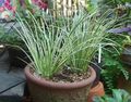 Photo Herbaceous Plant Acorus Indoor Plants growing and characteristics