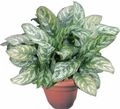 motley Indoor Plants Aglaonema, Silver Evergreen characteristics, Photo
