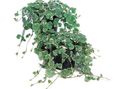 Photo Hanging Plant Ale Ivy, Field Balm, Ground Ivy Indoor Plants growing and characteristics