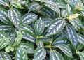 rengârenk Kapalı bitkiler Alüminyum Tesisi, Pilea özellikleri, fotoğraf