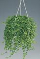 Photo Hanging Plant Artillery Fern, Miniature Peperomia Indoor Plants growing and characteristics