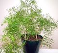 green Indoor Plants Asparagus characteristics, Photo