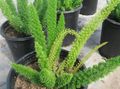 green Indoor Plants Asparagus characteristics, Photo