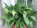 green Aspidistra, Bar Room Plant, Cast Iron Plant characteristics, Photo