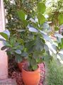 Photo Tree Balsam Apple Indoor Plants growing and characteristics