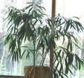 green Indoor Plants Bamboo, Bambusa characteristics, Photo