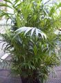 Photo Shrub Bamboo palm Indoor Plants growing and characteristics